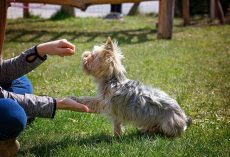 Why Positive Reinforcement Is the Gold Standard in Dog Training