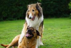 How to Socialize Your Dog the Right Way