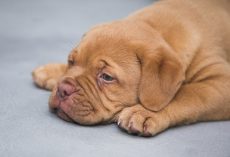 Is Tylenol Safe for Dogs? What Pet Parents Need to Know