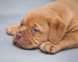 Is Tylenol Safe for Dogs? What Pet Parents Need to Know