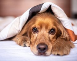 The Top 5 Joint Supplements That Help Dogs Move Better