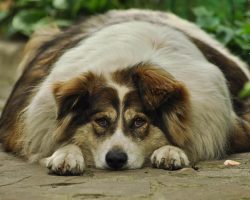 Dog Obesity: How To Spot It, Treat It & Keep Your Pup Healthy
