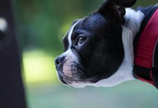 Is It Ever OK To Use a Shock Collar on Your Dog?