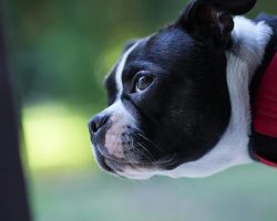 Is It Ever OK To Use a Shock Collar on Your Dog?