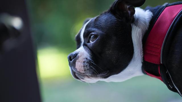 Is It Ever OK To Use a Shock Collar on Your Dog?
