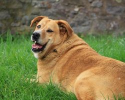 Is Your Dog Getting Too Chubby? Signs of Weight Gain & How To Help