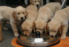 Top Veterinarian-Approved Puppy Foods