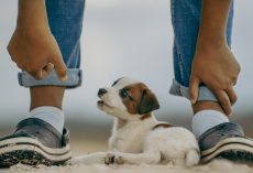 The Top Puppy Toys on Amazon (Chosen by Pet Parents!)