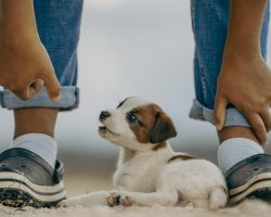 The Top Puppy Toys on Amazon (Chosen by Pet Parents!)