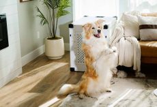 8 Top-Rated Dog Crates for Every Type of Pup
