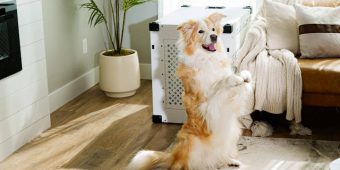 8 Top-Rated Dog Crates for Every Type of Pup