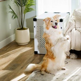 8 Top-Rated Dog Crates for Every Type of Pup