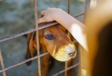 Why Adopting a Rescue Dog Might Be One of the Best Decisions You Ever Make