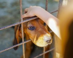 Why Adopting a Rescue Dog Might Be One of the Best Decisions You Ever Make