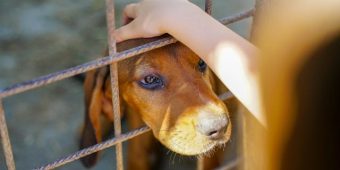 Why Adopting a Rescue Dog Might Be One of the Best Decisions You Ever Make