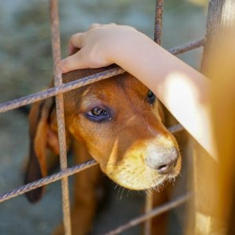 Why Adopting a Rescue Dog Might Be One of the Best Decisions You Ever Make