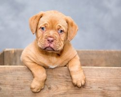 How To Foster a Dog: A Simple Step-By-Step Guide