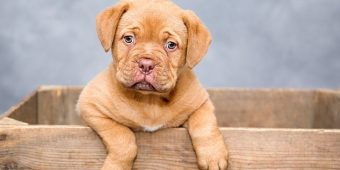 How To Foster a Dog: A Simple Step-By-Step Guide