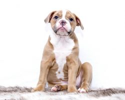 The Complete Guide to Potty Training Your Puppy