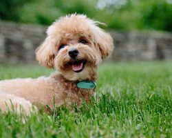 Probiotics for Dogs: What They Are, How They Help & Possible Side Effects