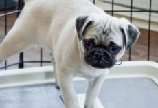 Top-Rated Puppy Pads, According to Pet Parents