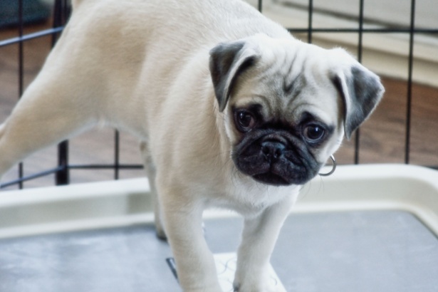 Top-Rated Puppy Pads, According to Pet Parents