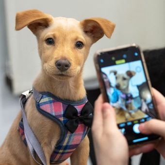 The Complete Guide to Holiday Dog Adoption