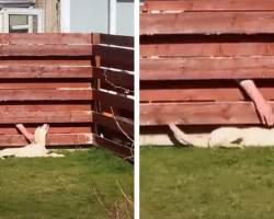 Woman Discovers Her Dog Has Been Keeping a Sweet Little Secret