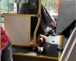 Woman on Bus Realizes Someone Adorable Is Curled Up Behind the Driver