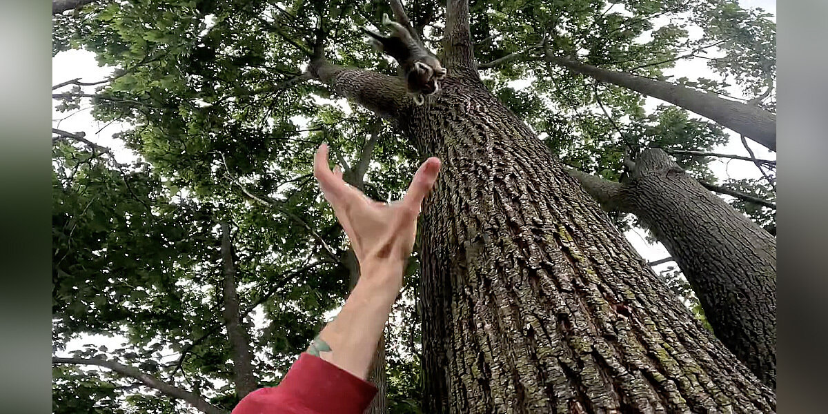 Man Hears Terrified Cries In Tree — Then Catches Tiny Kitten Mid-Air