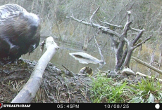 Woman Spots Beaver Checking Out Her Trail Cam — Then Everything Suddenly Goes Dark