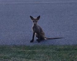 Shivering ‘Mystery Animal’ Waits Helplessly in Driveway Until Help Finally Arrives