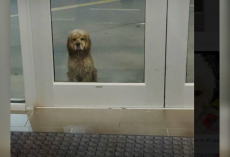 Woman Leaving the Gym Locks Eyes With a Soaking-Wet Dog Waiting Helplessly in the Rain