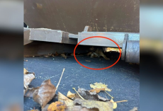 Event Staff Drop Everything After Spotting a Tiny Fuzzy Baby Hiding Under a Dumpster