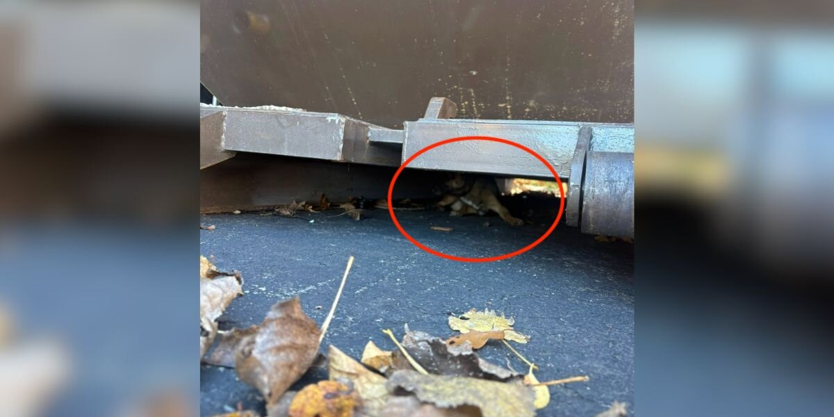 Event Staff Drop Everything After Spotting a Tiny Fuzzy Baby Hiding Under a Dumpster