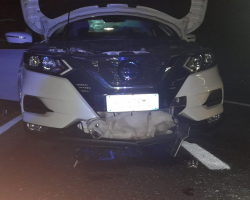 ‘Miracle Pup’ Survives 80 MPH Collision In The Most Unbelievable Way