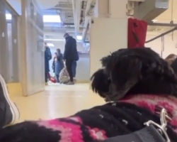 Senior Dog Overlooked At Adoption Event Finally Gets The Ending She Deserves