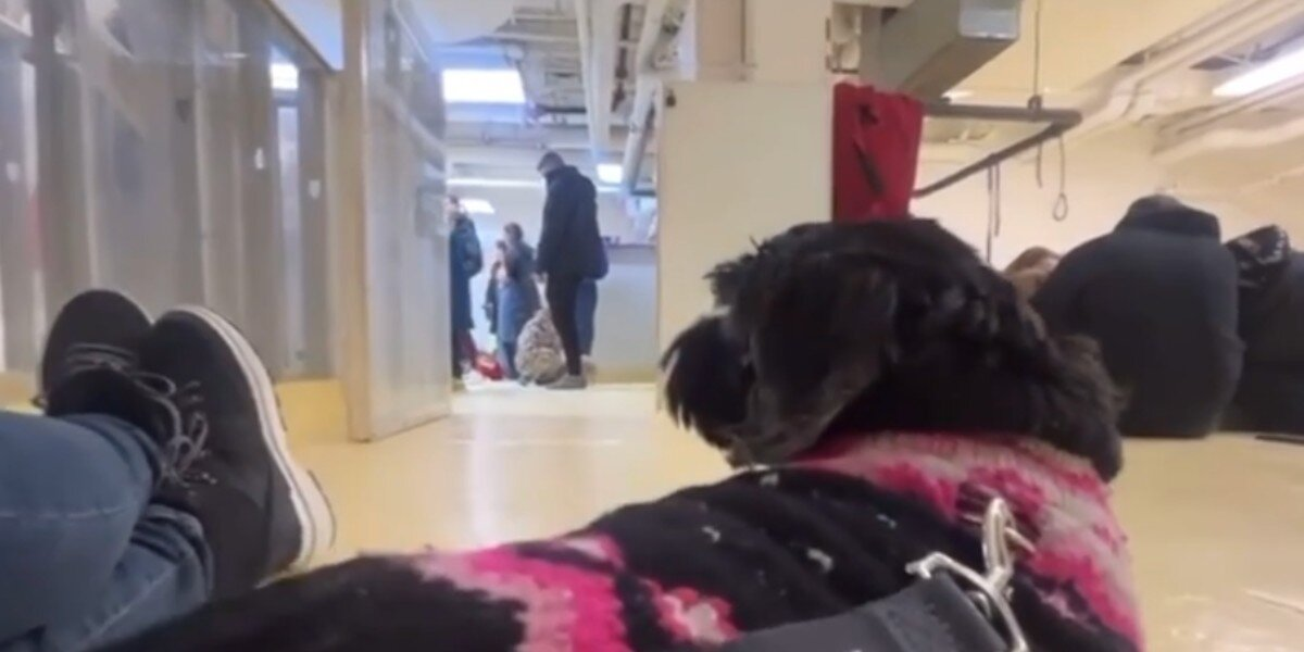 Senior Dog Overlooked At Adoption Event Finally Gets The Ending She Deserves