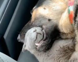 Kitten Feels So Safe With Her Dog Brother That She Naps Inside His Mouth