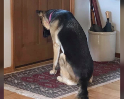 Devoted Dog Refuses To Leave The Door Until Her Dad Comes Home From The Hospital