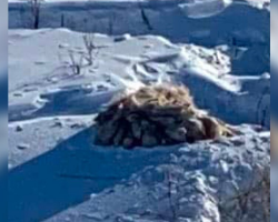 Men Spot Something Odd In the Snow — And Their Quick Thinking Saves a Life