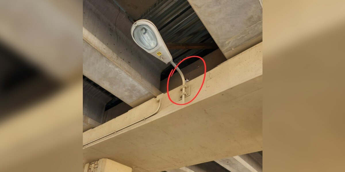 Woman Walking Under Highway Overpass Hears Faint Cries — And Finds a Kitten Stranded 16 Feet Up