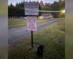 Woman Spots Dark Shape Beside a “Do Not Leave Animals” Sign — And Realizes It’s a Dog Waiting for Help