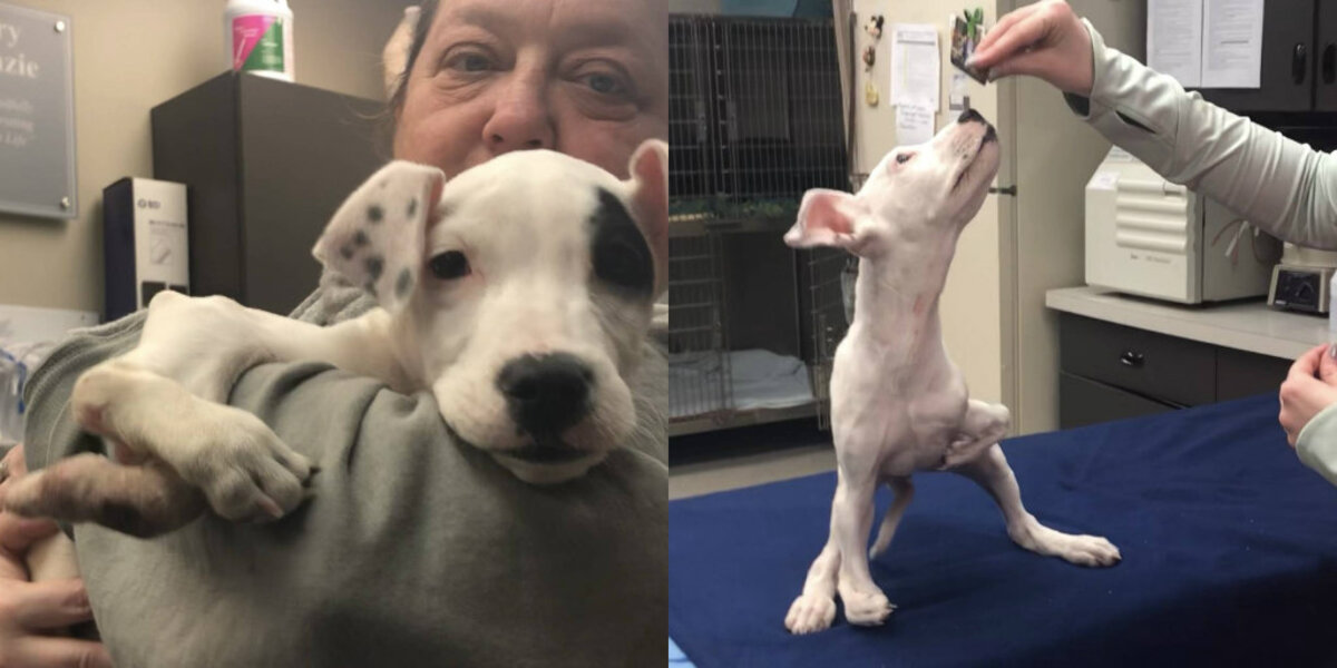 Sweet Shelter Pup Born With 5 Paws Lives Life As If She’s Perfectly Normal