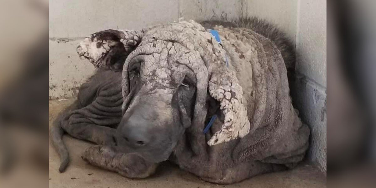 Once “Turned to Stone,” This Dog Is Now Absolutely Stunning