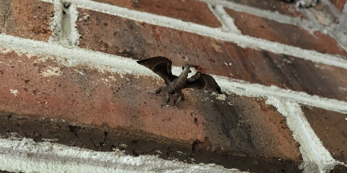 Woman Spots a Tiny “Dragon” on Her Porch — And Can’t Believe Her Eyes