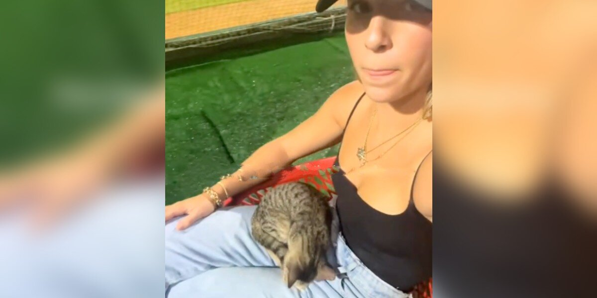 Stray Kitten Climbs Into Woman’s Lap at Baseball Game — And Goes Straight to Sleep