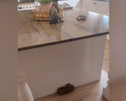 She Reached Down To Grab Her ‘Scarf’ — Then Saw It Had Teeth