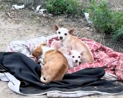 Farmworker Spots Shivering Chihuahua Family On Remote Road — And Saves Them Just In Time