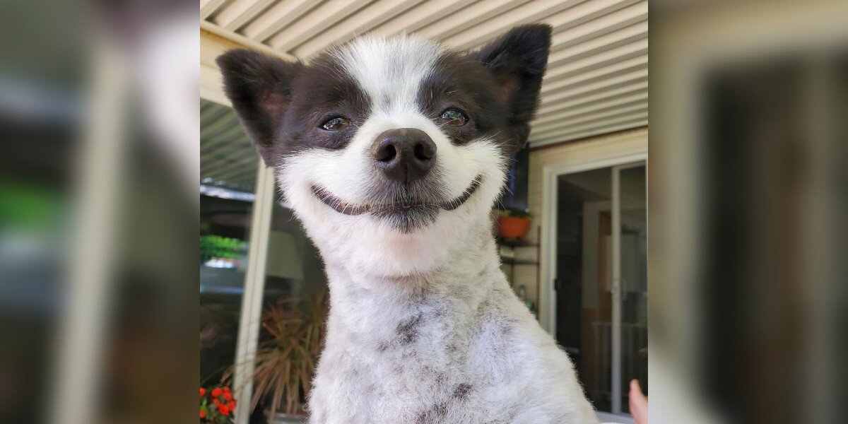 Meet Chevy, the Little Dog With a Smile That Can Brighten Anyone’s Day